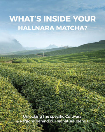 The Soul of Matcha: Understanding Cultivars, Tencha & The Art of the Blend